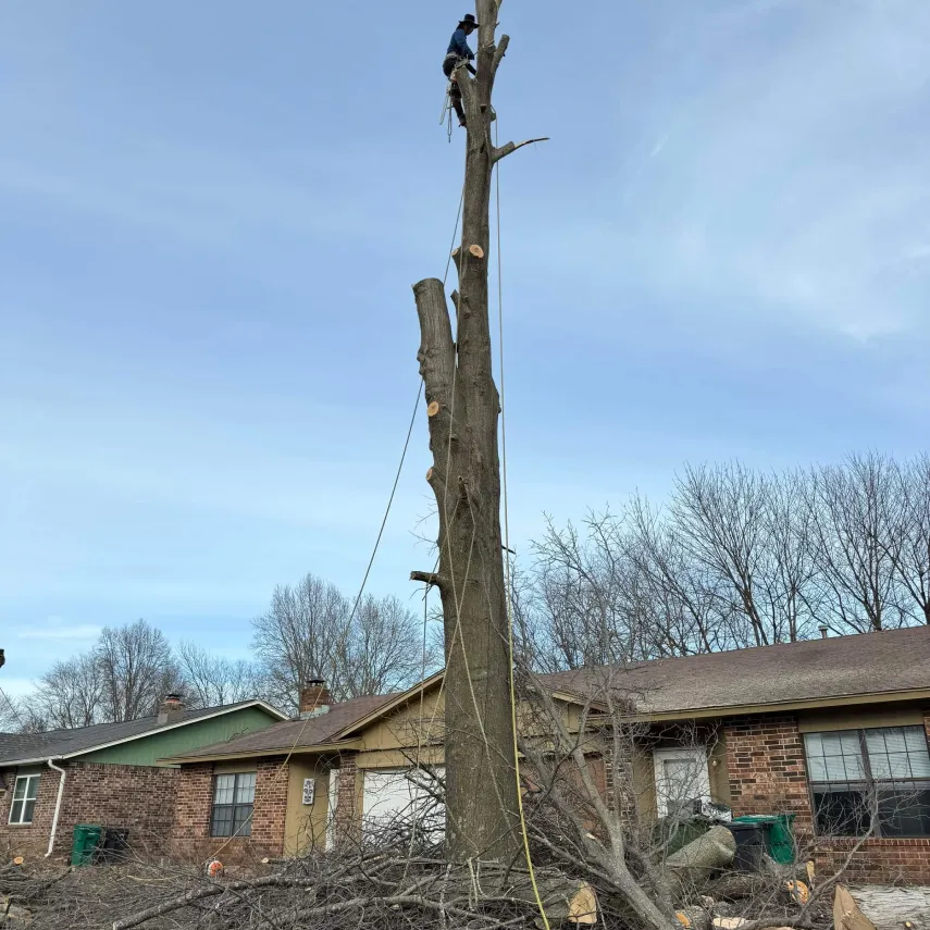 Home Tree Trimming & Tree Removal