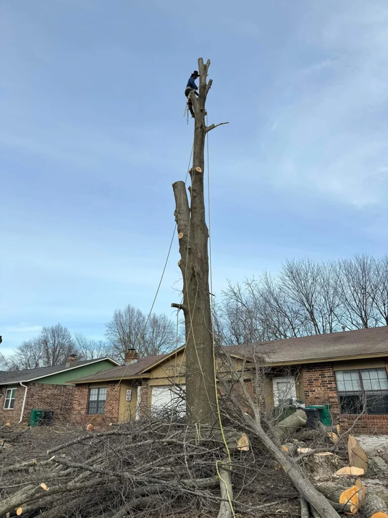 mc tree service 2026 02 05T14 42 38.292820Z 36967