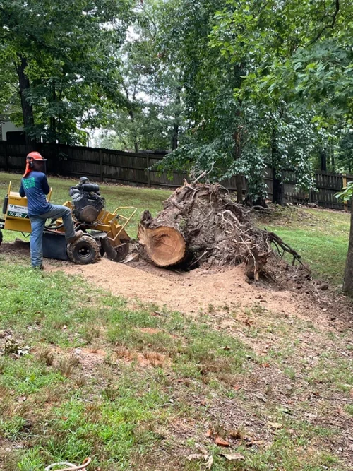 mc tree service 2026 02 05T14 42 39.019747Z 99726