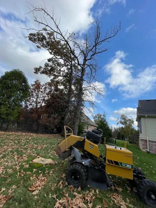 mc tree service 2026 02 05T14 42 39.313293Z 54001