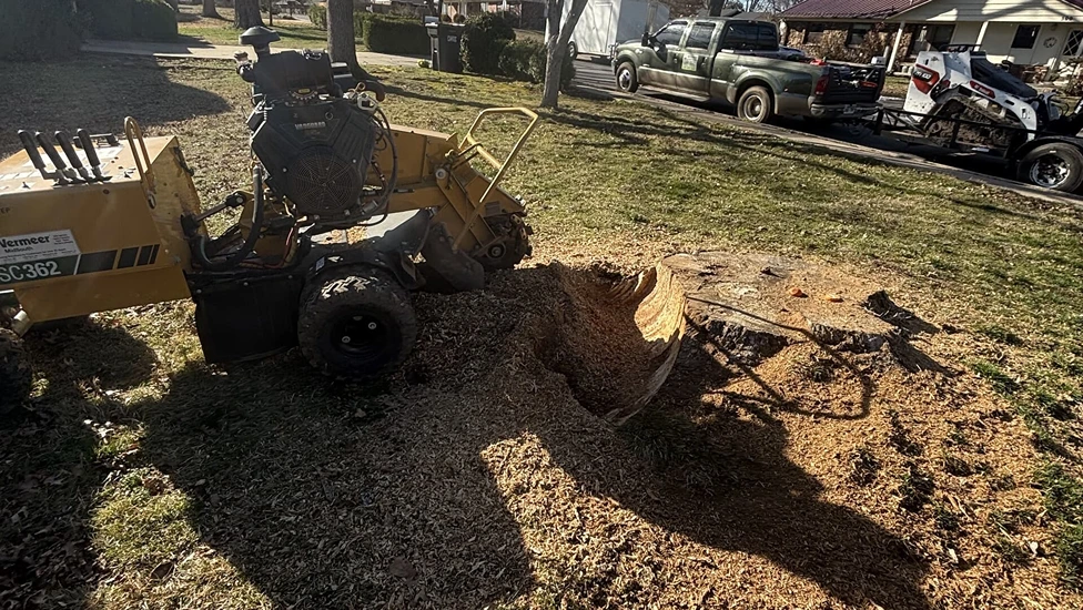 mc tree service 2026 02 05T14 42 48.602394Z 27242