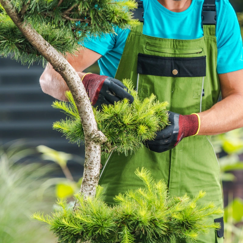 tree services and maintenance